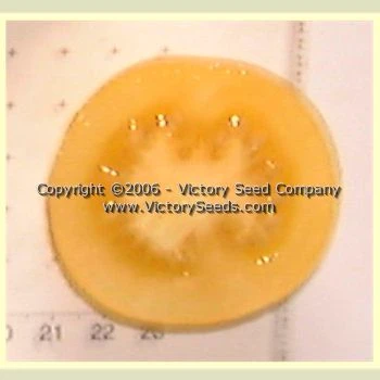 Livingston's Gold Ball Tomato - Image 4