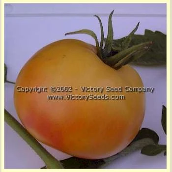 Livingston's Golden Queen Tomato