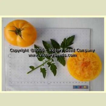 Livingston's Golden Queen Tomato - Image 6