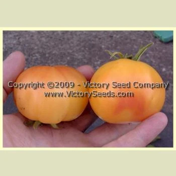 Livingston's Golden Queen Tomato - Image 3