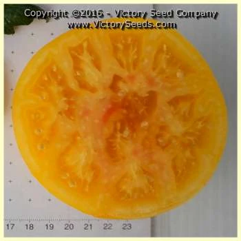 Livingston's Golden Queen Tomato - Image 4