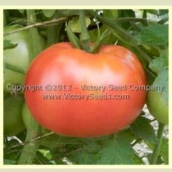 Gulf State Market (Livingston's Strain) Tomato
