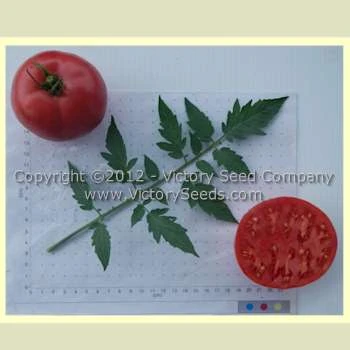 Gulf State Market (Livingston's Strain) Tomato - Image 3