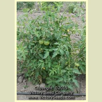 Gulf State Market (Livingston's Strain) Tomato - Image 4