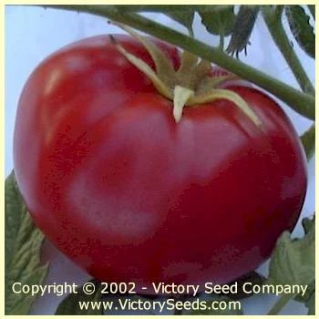 Livingston's Honor Bright Tomato