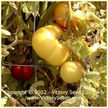 Livingston's Honor Bright Tomato - Image 4