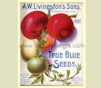 Livingston's Honor Bright Tomato - Image 5