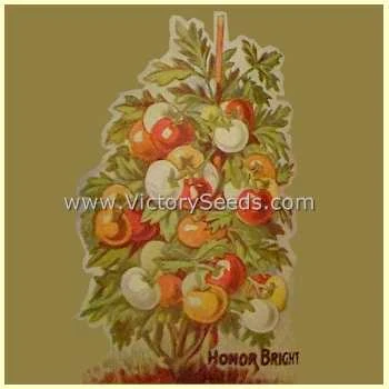 Livingston's Honor Bright Tomato - Image 7