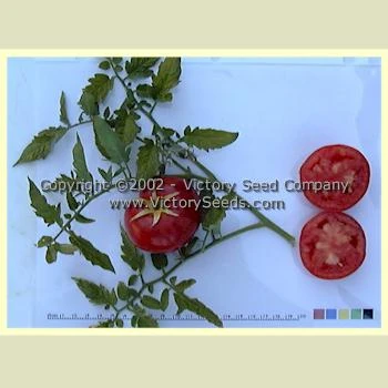 Livingston's Honor Bright Tomato - Image 6