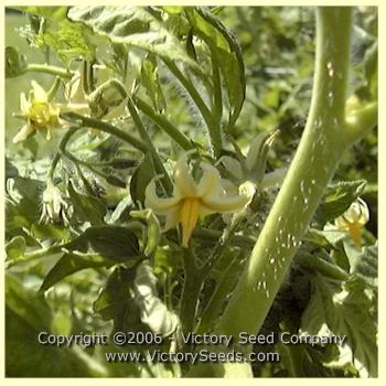 Livingston's Honor Bright Tomato - Image 3