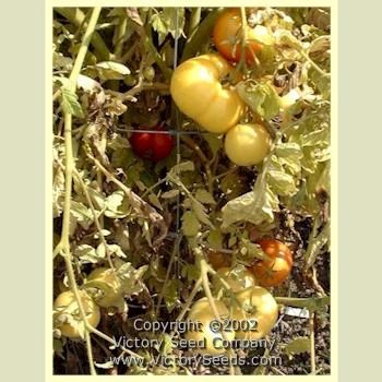 Livingston's Honor Bright Tomato - Image 8