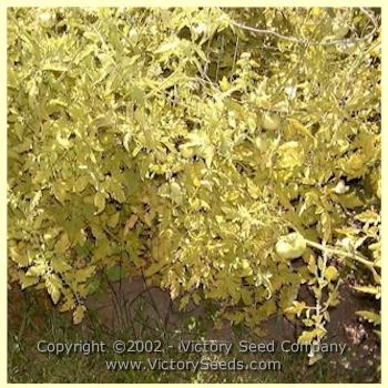 Livingston's Honor Bright Tomato - Image 2