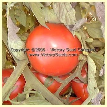 Livingston's Ideal Tomato