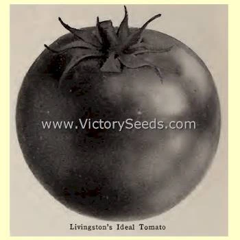 Livingston's Ideal Tomato - Image 5