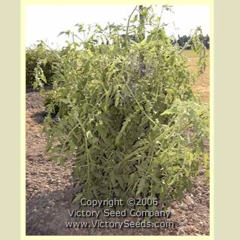 Livingston's Ideal Tomato - Image 3