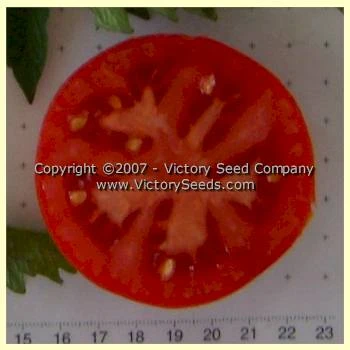 Livingston's Ideal Tomato - Image 2