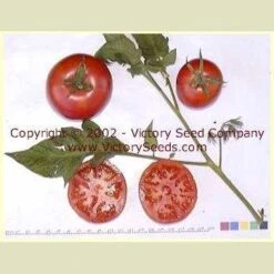 Livingston's Magnus Tomato