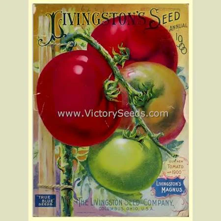 Livingston's Magnus Tomato - Image 4