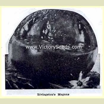 Livingston's Magnus Tomato - Image 5