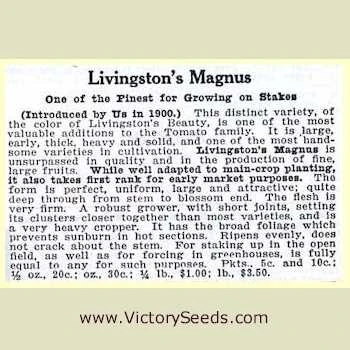 Livingston's Magnus Tomato - Image 6