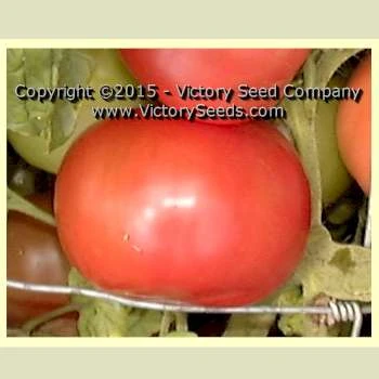 Livingston's Magnus Tomato - Image 2
