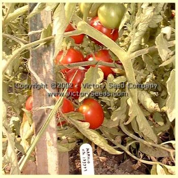 Livingston's Marhio (Marvelous) Tomato - Image 5
