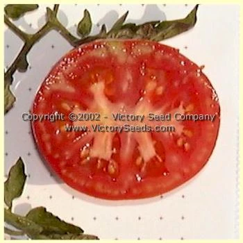 Livingston's Marhio (Marvelous) Tomato - Image 4
