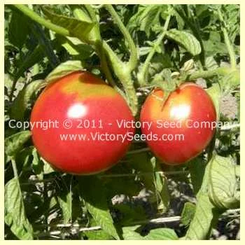 Livingston's Ohio Red Tomato