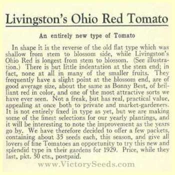 Livingston's Ohio Red Tomato - Image 3