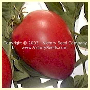 Livingston's Ohio Red Tomato - Image 2