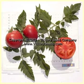 Livingston's Ohio Red Tomato - Image 4