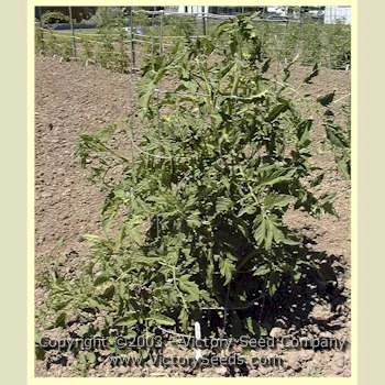 Livingston's Ohio Red Tomato - Image 6