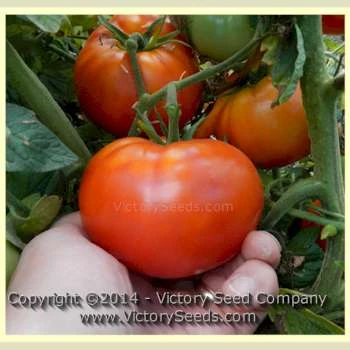Livingston's Paragon Tomato