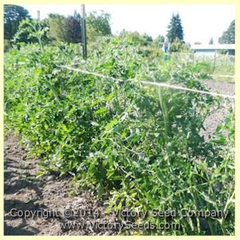 Livingston's Paragon Tomato - Image 4