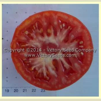 Livingston's Paragon Tomato - Image 2