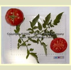 Livingston's Perfection Tomato