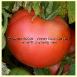 Livingston's Rosy Morn Tomato