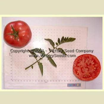 Livingston's Rosy Morn Tomato - Image 3