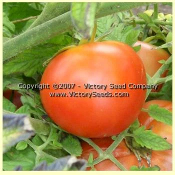 Livingston's Rosy Morn Tomato - Image 5