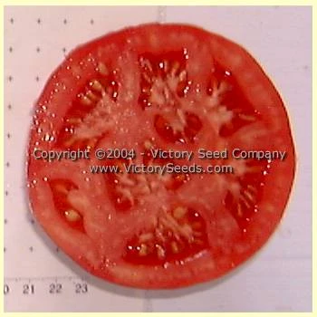 Livingston's Rosy Morn Tomato - Image 2