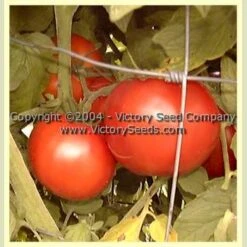 Livingston's Stone Tomato