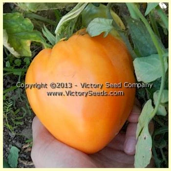 Livingston's Yellow Oxheart Tomato - Image 7
