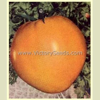 Livingston's Yellow Oxheart Tomato - Image 2