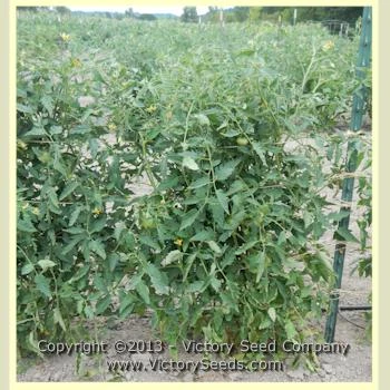 Livingston's Yellow Oxheart Tomato - Image 4