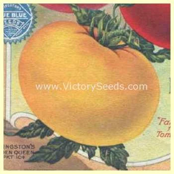 Livingston's Golden Queen Tomato - Image 2