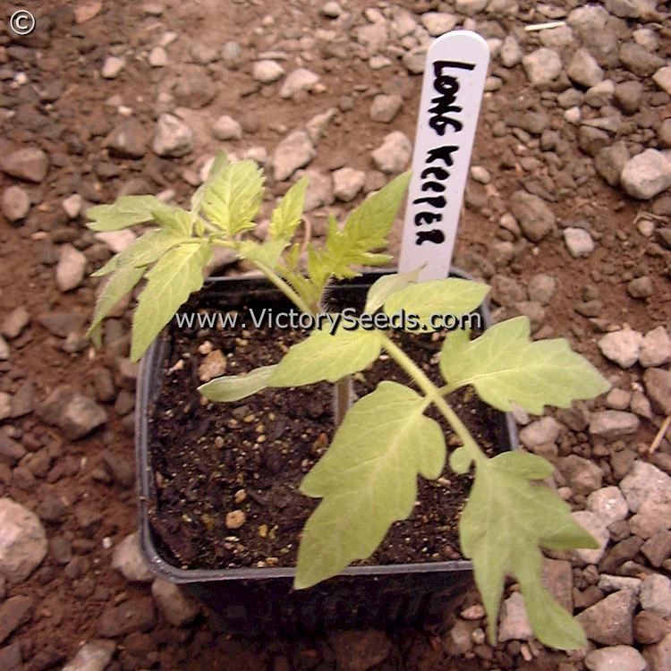 Burpee's Long Keeper (Longkeeper) Tomato - Image 7