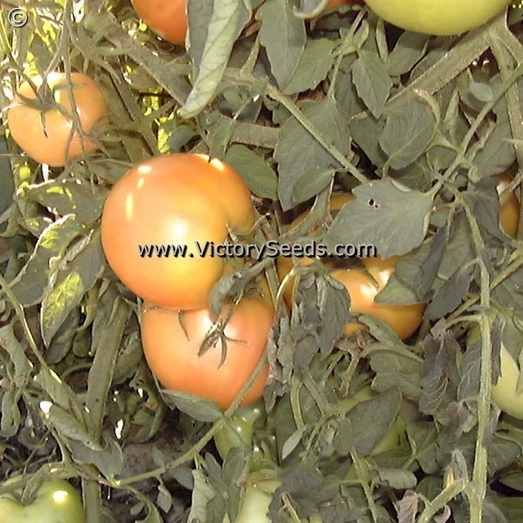 Burpee's Long Keeper (Longkeeper) Tomato - Image 6