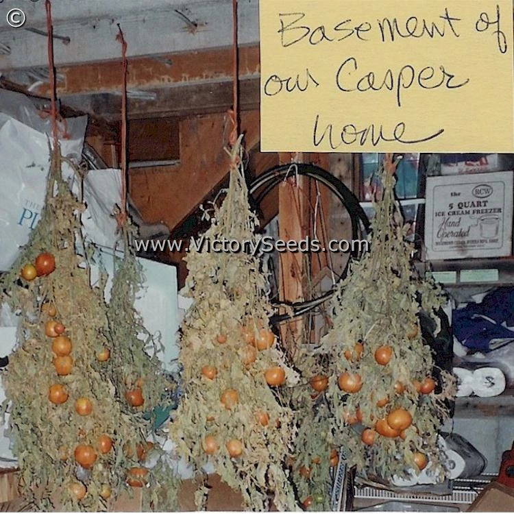 Burpee's Long Keeper (Longkeeper) Tomato - Image 4