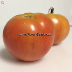 Burpee's Long Keeper (Longkeeper) Tomato