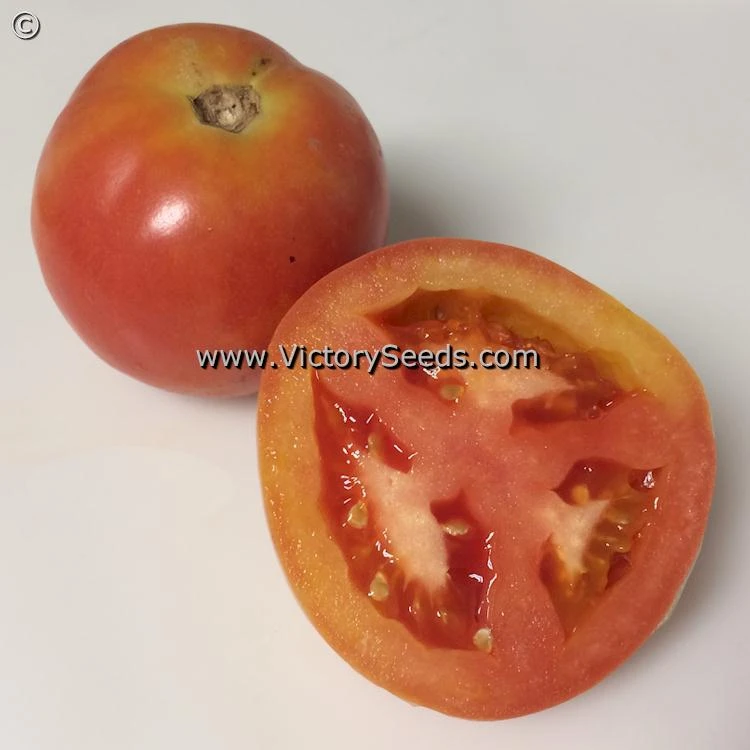 Burpee's Long Keeper (Longkeeper) Tomato - Image 2